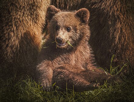 Aktionsidee "Unser kleiner Bär im Zoo"